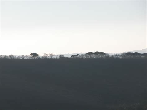 Image*After : photos : tree line forest skyline