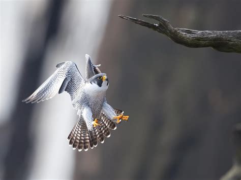 Peregrine Falcon Migration: A Complete Guide | Bird Fact