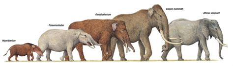 Image - The Elephant Evolution.jpg | The Parody Wiki | FANDOM powered by Wikia