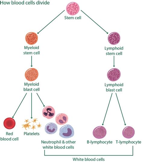 Blood Cancer Awareness - Understanding the blood better - Macmillan's cancer information - Blogs ...