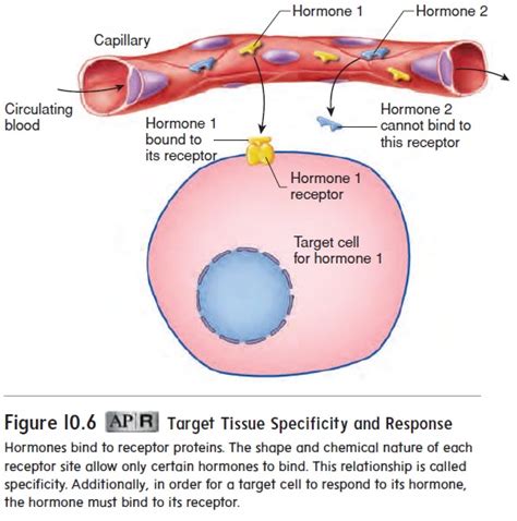 Hormone Receptors and Mechanisms of Action