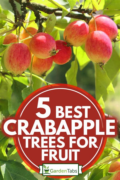 5 Best Crabapple Trees For Fruit