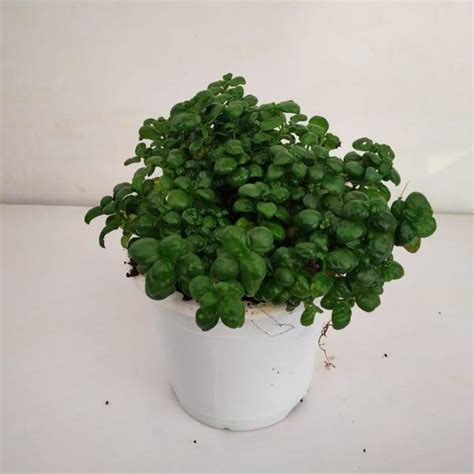 Bubble Plant - NurseryBuy