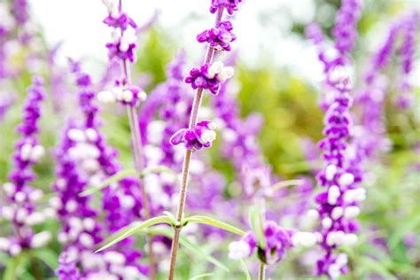 Salvia leucantha (Mexican Bush Sage): Care and Growing Guide