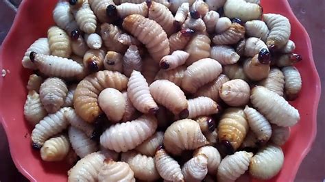 Bizarre food- Delicious worms- Coconut larva/Nipa larva/Worm - YouTube