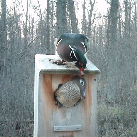 Wood Duck Nesting Box, Cedar, Split Door - Etsy