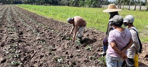 PhilRootcrops: 44 years of life-changing research for the Filipino root ...