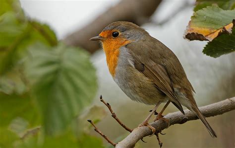 Robin - Half Cloudy Sky | JuzaPhoto