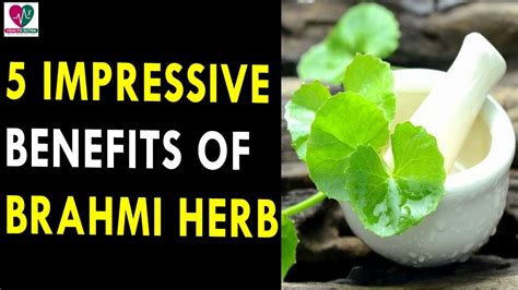 5 Impressive Benefits of Brahmi The Medicinal Ayurvedic Herb || Health Sutra - Best Health Tips ...