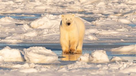 Bearcam footage reveals polar bears face starvation risk due to climate change