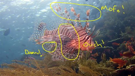 Lionfish - A Smart Fish? · Local Dive Thailand