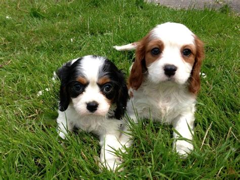 Cavalier King Charles Spaniel Puppies For Sale | Denver, CO #130209