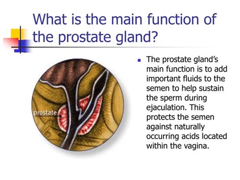 PPT - The Prostate Gland, Prostate Cancer, & Brachytherapy PowerPoint Presentation - ID:484852