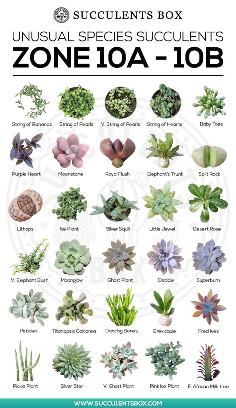 Succulent Zones - Best Succulent Ideas