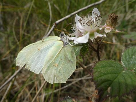 Brimstone overlaps with the new Generation – Butterfly Conservation Ireland