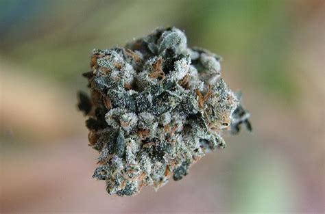 Here's everything you need to know about OG Kush | Grow