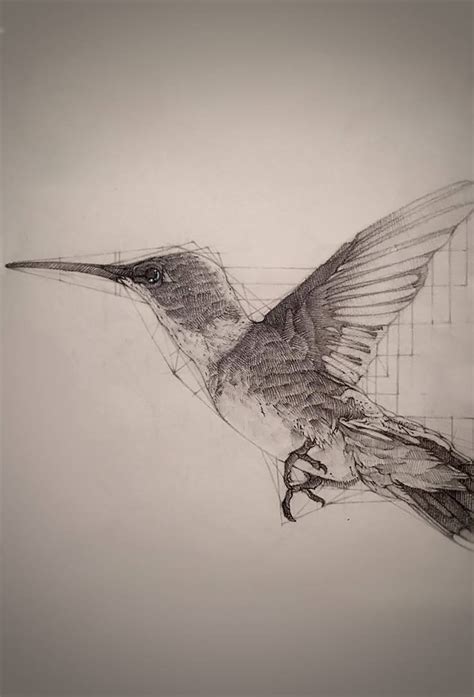 Anatomy of the Hummingbird by LFart on DeviantArt