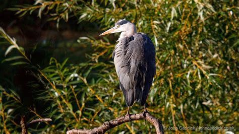 Grey Heron adult breeding - John Caddick | John Caddick