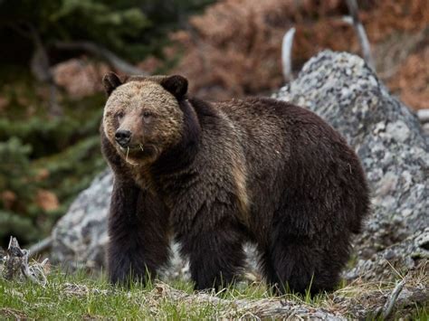 Yellowstone National Park Grizzly Bear Cubs