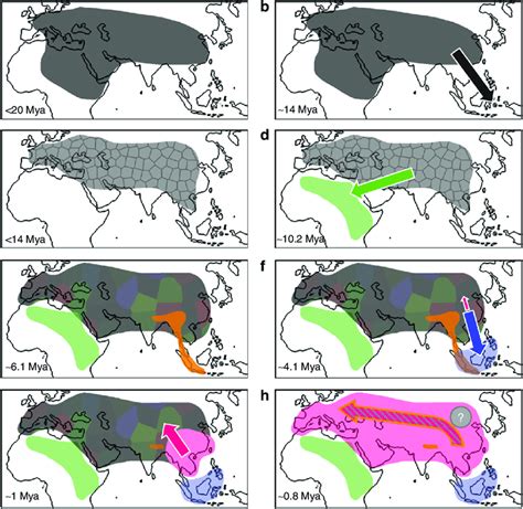 A series of schematic models depicting the geographic evolution of ...