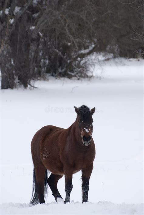 Brown horse with snow stock photo. Image of active, forest - 156256668