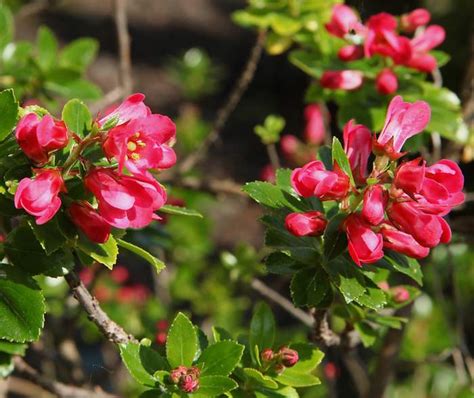 Image de Fleur: Arbuste Persistant Fleur Rose