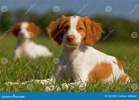 Brittany Spaniel Puppies stock image. Image of brittany - 1621265