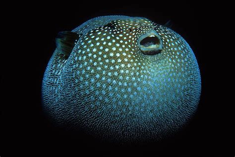 Pufferfish Background 18889 HD wallpaper | Pxfuel