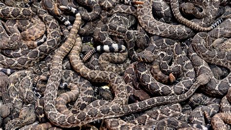 Scenes from the 60th World's Largest Rattlesnake Roundup