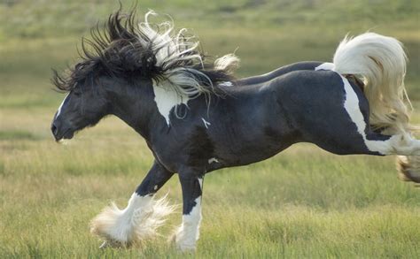 Do You Know? When Did Horses First Develop Pinto Coloring?