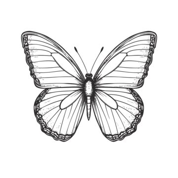 Butterfly Drawing On A White Background Outline Sketch Vector, Butterfly Drawing, Wing Drawing ...