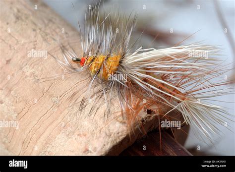 Fly Fishing flies Stock Photo - Alamy