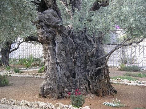 Olive Tree - Garden of Gethsemane | Flickr - Photo Sharing!