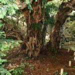 Tourists destroy oldest (?) tree in Europe | protothemanews.com