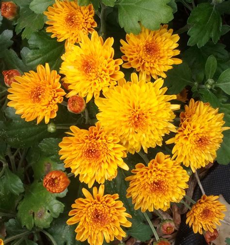 Yellow Mums | Yellow mums, Plants, Garden