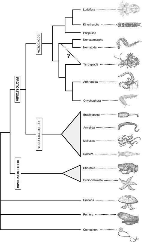 Phylogeny and Integrative Taxonomy of Tardigrada | SpringerLink