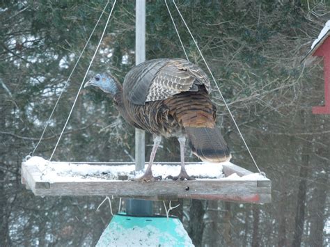 Wild Turkey enjoying my platform feeder - FeederWatch