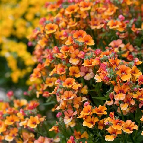 How to Plant and Grow Nemesia