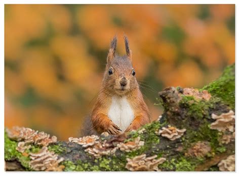 How to Photograph Squirrels: Great Tips and Photos by Gladys Klip - The Photo Argus