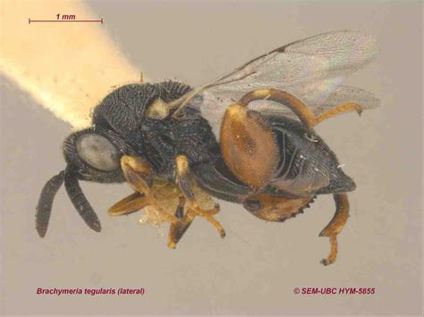 Hymenoptera