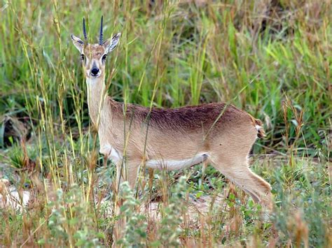 The Smallest Antelopes