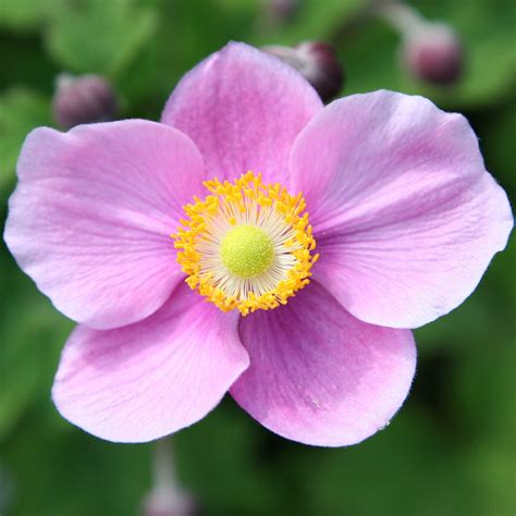 Japanese anemone - RHS | Anemone, Japanese anemone, Anemone flower