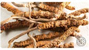 5 Cordyceps Benefits: Dosage & Safety | The Botanical Institute