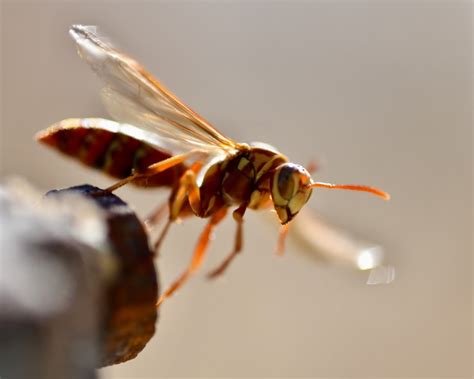 WATCH: This is what getting stung by a 'murder hornet' looks and feels ...