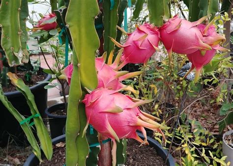 Dragon fruit farming putting smile on Kenyan farmers - Seed Farm