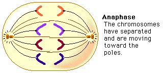 Anaphase 1 Diagram - Juanribon.com