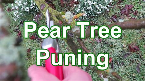 Pear Tree Pruning Tutorial - YouTube