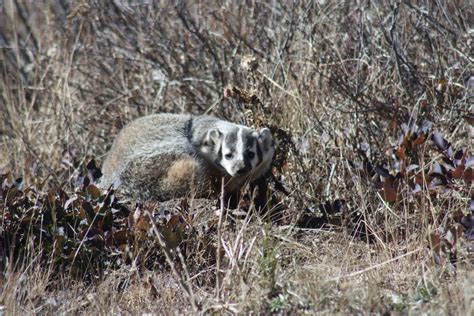 One Day in America: Wyoming's Watchable Wildlife