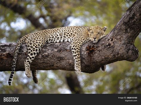 Cheetah Branches Tree Image & Photo (Free Trial) | Bigstock