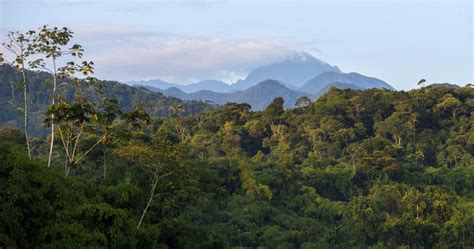 Scientists and Peruvian head of nature conservation receive Frankfurt ...